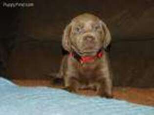 Labrador Retriever Puppy for sale in Heuvelton, NY, USA