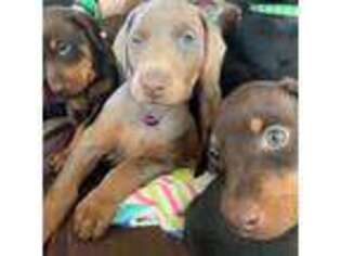 Doberman Pinscher Puppy for sale in Pittsburgh, PA, USA
