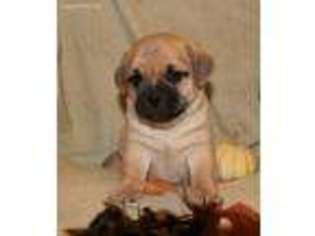 Puggle Puppy for sale in Schuylkill Haven, PA, USA