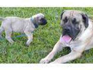 Boerboel Puppy for sale in Tampa, FL, USA