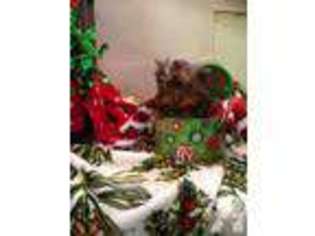 Yorkshire Terrier Puppy for sale in FULTON, MO, USA