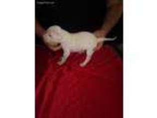 Dogo Argentino Puppy for sale in Oil City, PA, USA
