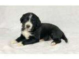 Mutt Puppy for sale in Meadville, PA, USA