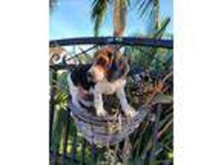 Beagle Puppy for sale in South Gate, CA, USA