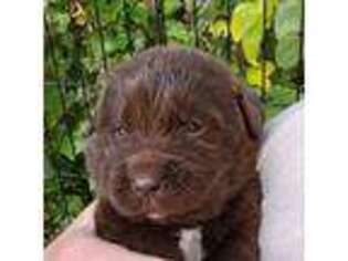 Newfoundland Puppy for sale in Tuscumbia, AL, USA