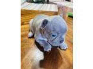 Alapaha Blue Blood Bulldog Puppy for sale in Homestead, FL, USA