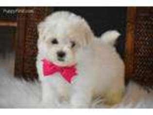 Maltese Puppy for sale in Exeter, MO, USA