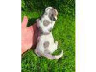 Dachshund Puppy for sale in Tulsa, OK, USA