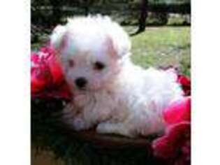 Maltese Puppy for sale in Webster, FL, USA