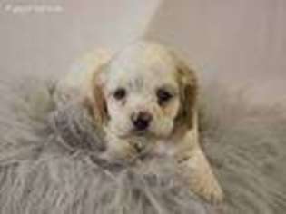 Cocker Spaniel Puppy for sale in Walhonding, OH, USA