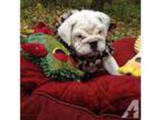 Bulldog Puppy for sale in ALMA, NY, USA