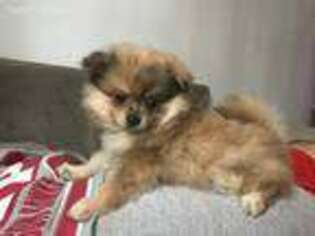 Pomeranian Puppy for sale in Charleroi, PA, USA