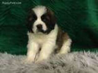 Saint Bernard Puppy for sale in Winesburg, OH, USA