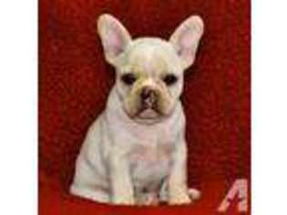 French Bulldog Puppy for sale in RUSSELLVILLE, KY, USA