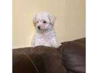 Bichon Frise Puppy for sale in Milwaukee, WI, USA