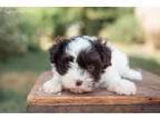 Havanese Puppy for sale in Tabor, SD, USA
