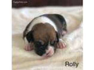 Boxer Puppy for sale in Phelan, CA, USA