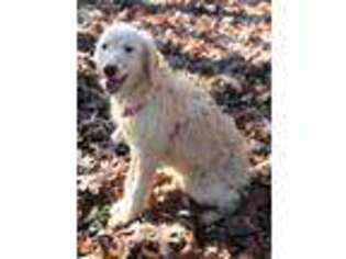 Goldendoodle Puppy for sale in Atkins, AR, USA