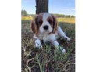 Cavalier King Charles Spaniel Puppy for sale in Whitney, TX, USA