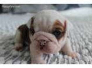 Bulldog Puppy for sale in Carson City, MI, USA