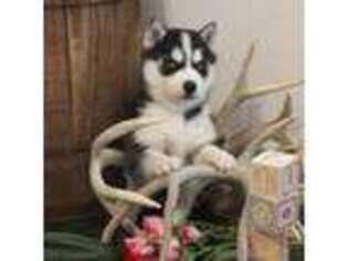 Siberian Husky Puppy for sale in Preston, ID, USA
