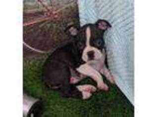 Boston Terrier Puppy for sale in Arthur, IL, USA