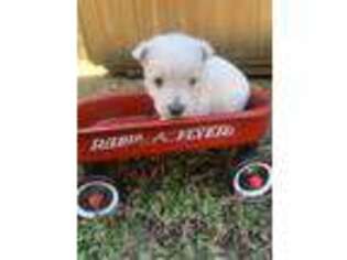 West Highland White Terrier Puppy for sale in Diamond, MO, USA