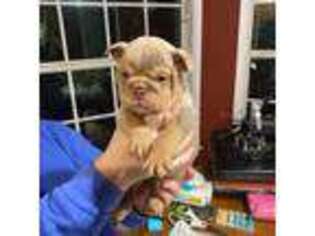 Bulldog Puppy for sale in Wills Point, TX, USA