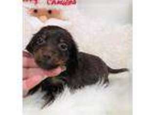 Dachshund Puppy for sale in Pomona, MO, USA