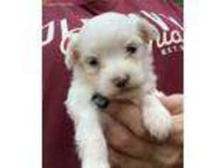 Maltese Puppy for sale in Brentwood, TN, USA
