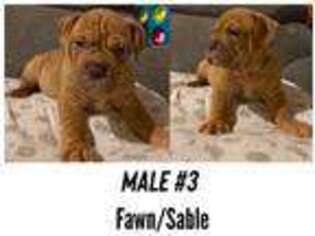 Olde English Bulldogge Puppy for sale in Oakdale, PA, USA