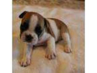 French Bulldog Puppy for sale in Sturgeon, MO, USA