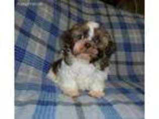Mutt Puppy for sale in Wildwood, FL, USA