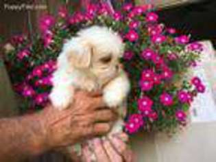 Mutt Puppy for sale in Viroqua, WI, USA