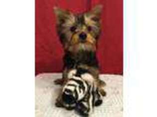 Yorkshire Terrier Puppy for sale in Lake Oswego, OR, USA