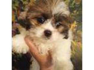 Mutt Puppy for sale in Myrtle Beach, SC, USA
