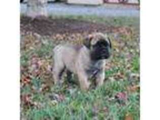 Bullmastiff Puppy for sale in Dyke, VA, USA