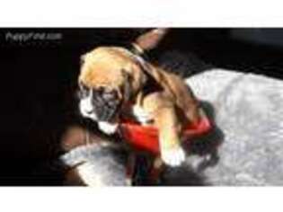 Bullmastiff Puppy for sale in Barre, MA, USA