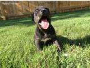 Staffordshire Bull Terrier Puppy for sale in Atlanta, GA, USA