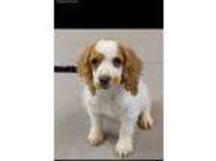 Cocker Spaniel Puppy for sale in Paradise, TX, USA