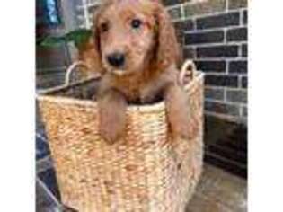 Goldendoodle Puppy for sale in Mesquite, TX, USA
