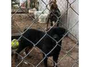 Rottweiler Puppy for sale in Bridgeton, MO, USA