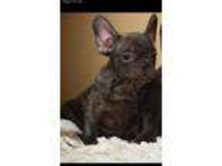 French Bulldog Puppy for sale in Studio City, CA, USA
