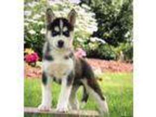Siberian Husky Puppy for sale in Herndon, VA, USA