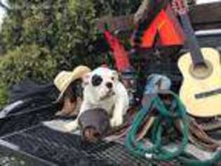 Bulldog Puppy for sale in Auburn, IN, USA