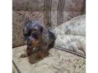 Dachshund Puppy for sale in Fresno, CA, USA