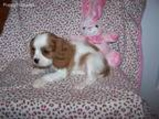 Cavalier King Charles Spaniel Puppy for sale in Wilmington, NC, USA