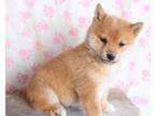 Shiba Inu Puppy for sale in Colby, WI, USA