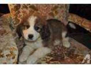 Bernese Mountain Dog Puppy for sale in EAST RANDOLPH, VT, USA
