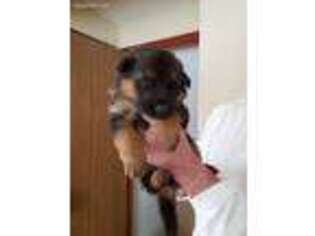 German Shepherd Dog Puppy for sale in Littleton, CO, USA